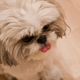 Illustration for article titled Shooting Challenge Pets Gallery 5